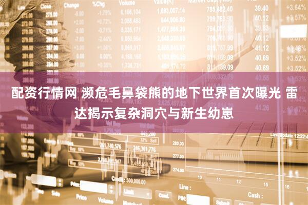 配资行情网 濒危毛鼻袋熊的地下世界首次曝光 雷达揭示复杂洞穴与新生幼崽
